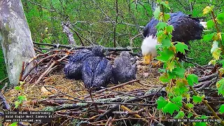 Little Miami Conservancy Bald Eagle 30.04.2024 07:10