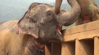 Newly rescued elephant was greeted and welcomed from the herd - ElephantNews
