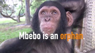 Meet Mbebo!