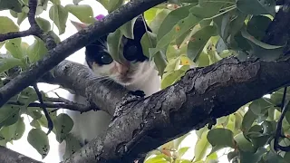 ВЛОГ Приключение на даче / Любопытная Алиска, Женька, мама, Светик и я 11 августа 2020 г.