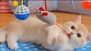 funniest cat's video 😂😂 cute funny animals cat video 🤣🤭🤭🤭part 57😍😍