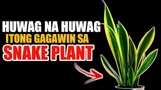 ITO ANG HUWAG NA HUWAG GAGAWIN SA SNAKE PLANT MAMALASIN KA