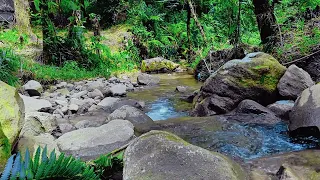 Relaxing River : Focus and Concentration Soundscape