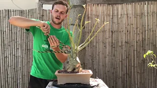 Desert Rose (Adenium) Bonsai Makeover - The Bonsai Supply