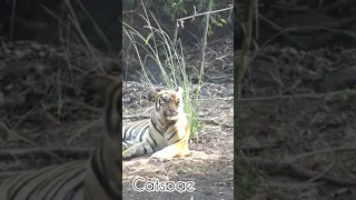 Tadoba subadult tiger