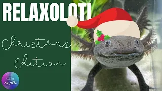 Relaxolotl (Christmas Edition)