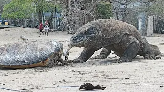 a Komodo dragon tries to crack a turtle shell #turtle