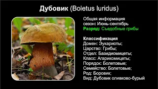 Дубовик (Boletus luridus)