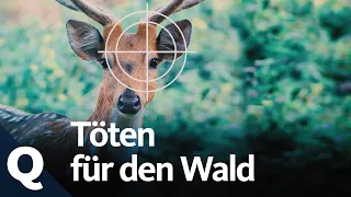 Jagd auf Wildtiere, um den Wald zu retten? | Quarks