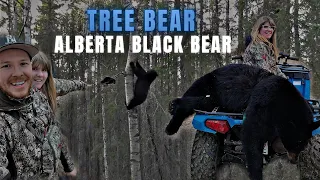 BEAR FALLS FROM TREE | Alberta Black Bear Hunting