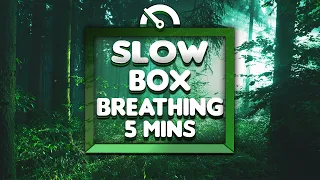 Guided Box Breathing (Slow Counts) | 5 Minutes