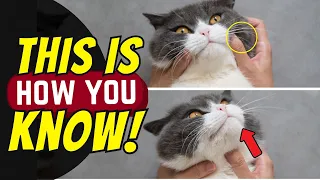 8 Instantly Recognizable Warning Signs of Diabetes in Cats!