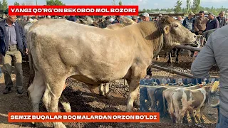 BEKOBOD MOL BOZORI BOQMA BUQALAR SEMIZ BUQALARDAN QIMMAT BO’LDI