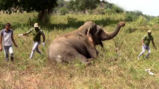 Elephant rescued from cable trap by wildlife officers | Best Inspiring Animal Rescues | Wildlife