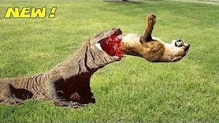 Most Amazing Wild Animals Attacks #25 Komodo Dragon vs Animal - Biggest Wild animal fights