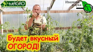 ОТ ЭТОЙ ПОДКОРМКИ ОЧЕНЬ ВКУСНЫЙ ОГОРОД! Правильная подкормка ТОМАТА - залог большого урожая.