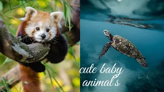 New Cute Baby Animals Videos Compilation | Funny and Cute Moment of the Animals #5 - Cutest Animals