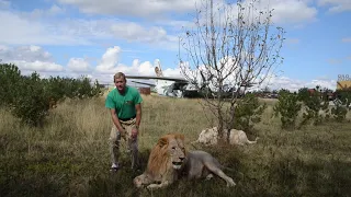 Чук с гаремом львиц идет на завтрак !