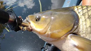 Fly fishing has been berry berry good to me- HUGE carp on berry flies