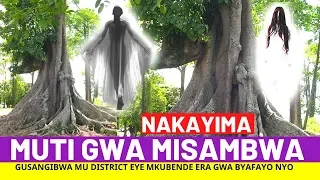 Part 2: Omuti Gwa Nakayima Gukumibwa Misambwa Na Lubale, Abagendayo Bajilaba