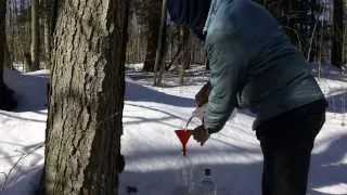 DIY Maple Syrup easy and cheap Part 1