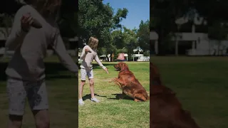 Girl Playing with a Dog