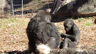 Baby Gorilla Tussles with Big Sister over Snacks #gorillas HD Video #cutebabyanimals #babygorilla