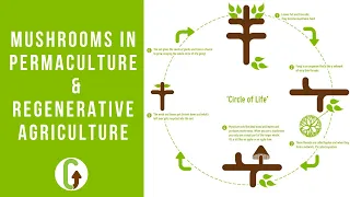 Mushrooms in Permaculture & Regenerative Agriculture | GroCycle