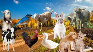 CUTE ANIMAL VOICES  IN THE VILLAGE! Rabbit! Weasel! Cat! Dog! Chicken! Cow! Duck!  Animal Sounds!