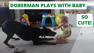 Doberman playing with Baby