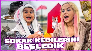 Sokak Kedilerini Besledik, Ev ve Mama Aldık!