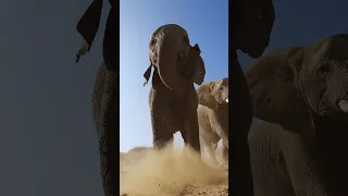 GoPro | Herd of Elephants Nearly Stomp on Camera 🎬 JC Pieri #Elephants #Shorts