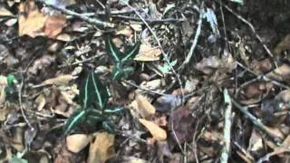 Rheumatism Root.( Striped Wintergreen)