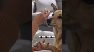 Furry Friends' High-Five Fails: A Comedy of Greetings! 🤝🐾