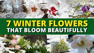 Top 7 Winter Flowers That Bloom Beautifully — Even in Cold Weather 🥶❄️⛄️