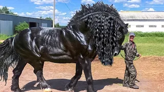 Top 10 Razas de Caballos Únicos en el Mundo