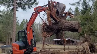 Taking trees out with the Kubota kx-040