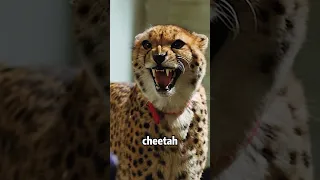 #shorts American boy keeps cheetah as a pet!