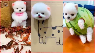 Dog Pet Puppy Pomeranian Grooming Teddy bear style ! dogs story ! #short 22