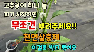 고추꽃이 피기 시작하면 무조건 뿌리세요 천연살충제 이걸로 싹다 죽어요