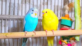 Cute Pet Budgies Chirping, 3.5 Hr Nature Parakeets Bird Sound to Reduce Stress