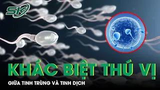 Những Điều Thú Vị Về Sự Khác Biệt Giữa Tinh Trùng Và Tinh Dịch l SKDS