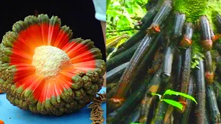 10 Most Unique Fruits You've Never Heard Of | Things Around