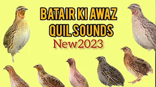 Bedana sayrashi Batair Ki Awaz Quail sounds  بٹیروں کی آواز