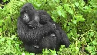 Gorilla Twins, Day 5: Hirwa Group, Rwanda