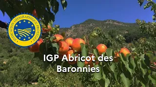 La dénomination « Abricot des Baronnies » enregistrée en IGP