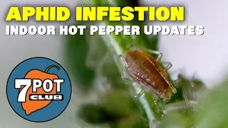 Indoor Hot Pepper Plant Infestation and Other Updates