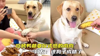 没想到你是这样的狗子！#拉布拉多寻回犬#肉肉说了算