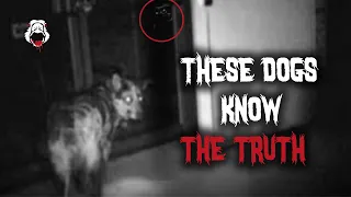 20 SCARY Videos of DOGS Acting CREEPY AF...