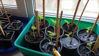 Как приготовить раствор луковой шелухи для рассады томатов